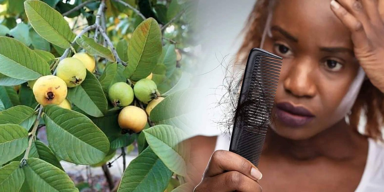 Les feuilles de goyave: la solution à tous vos problèmes de cheveux