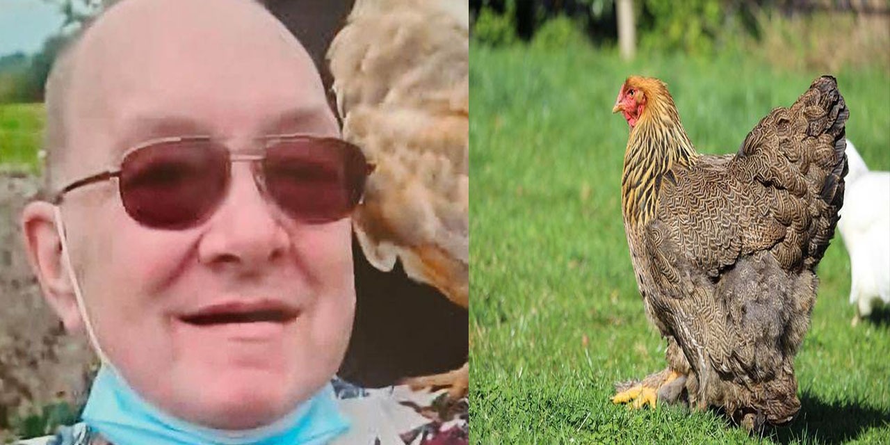 Irlande : Un homme meurt après avoir été attaqué par son poulet